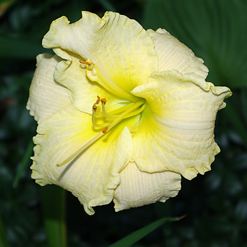 Hemerocallis President Hadley